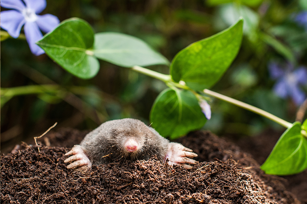 Affective Mole Control Service provider in delhi ncr