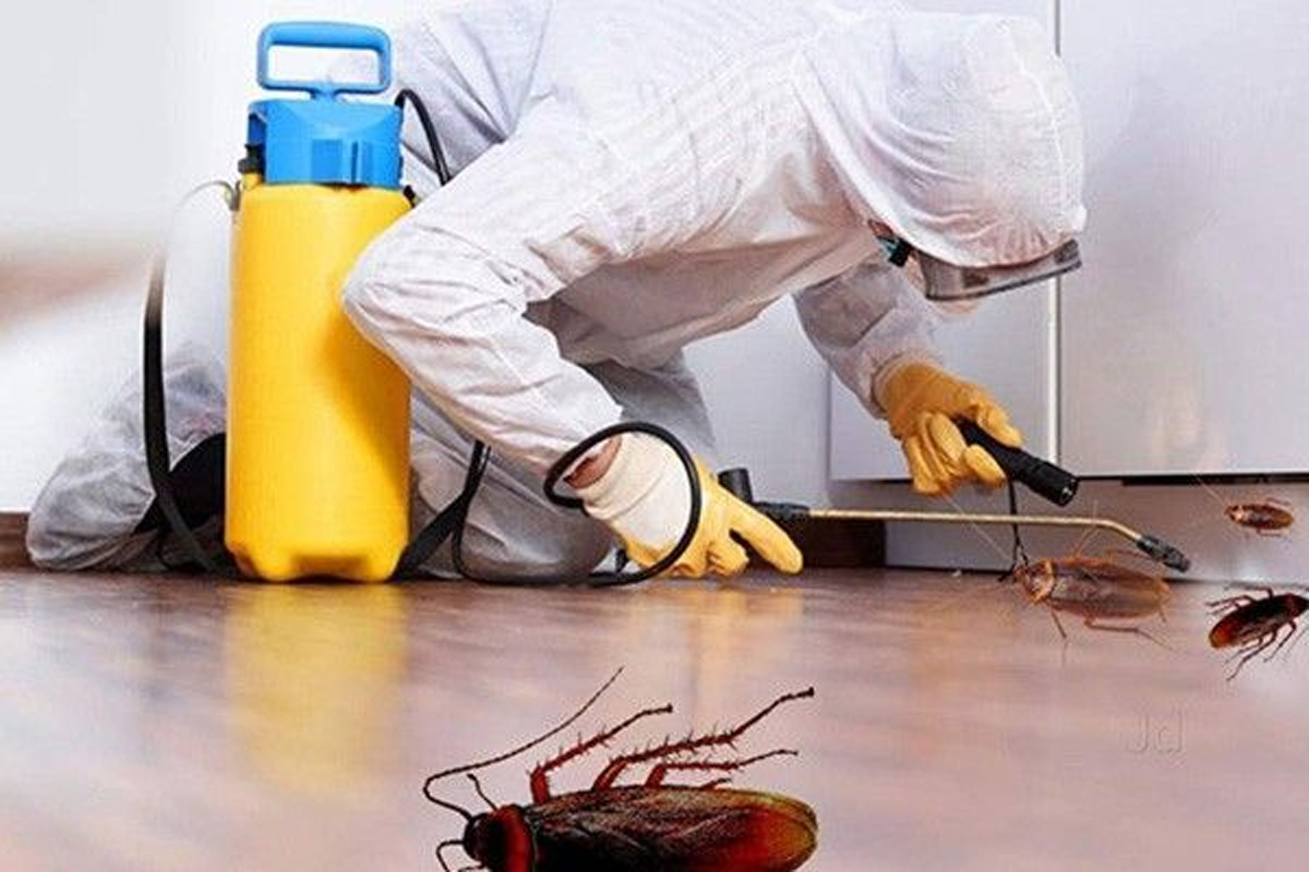 Best Cockroach Control Service provider in delhi ncr