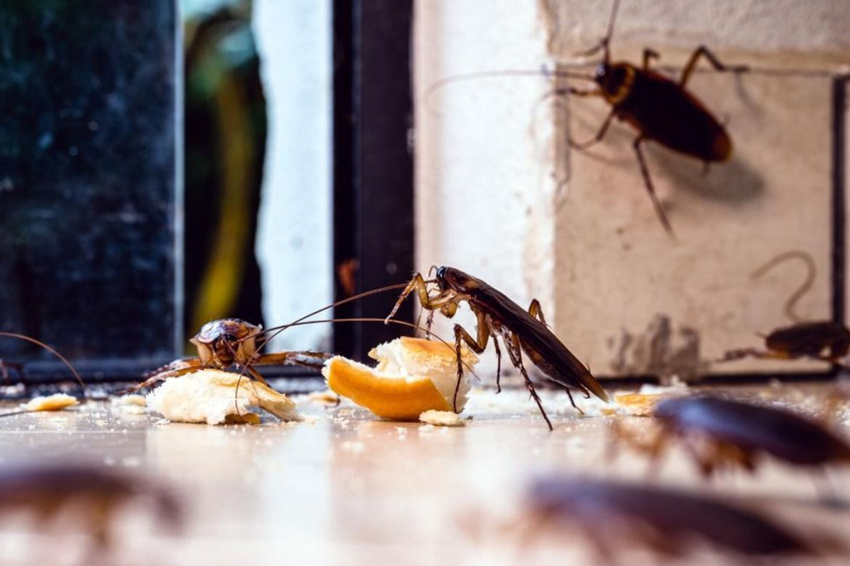 Spider Control Service provider in delhi ncr