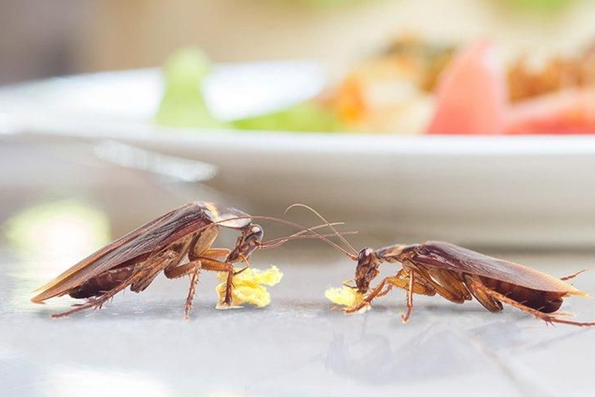 Affordable Insect Control Service provider in delhi ncr