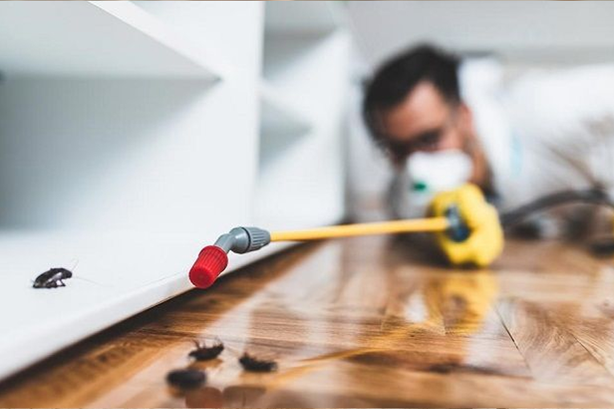 Best Termite Control Service provider in delhi ncr